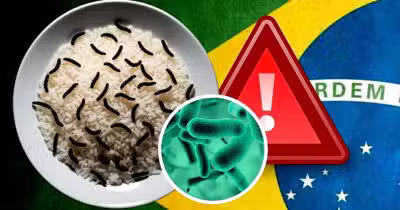 Larvas negras no arroz levanta alerta de contaminação em denúncia (Foto Reprodução/Montagem/Lennita/TV Foco/Canva)