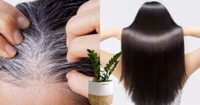 Cabelo branco, fios pretos e planta (Fotos: Canva)