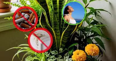 Imagem PreCarregada