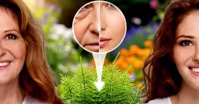 Planta ativa o colágeno e traz uma série de benefícios para a pele (Foto Reprodução/Montagem/Lennita/Tv Foco/Canva)