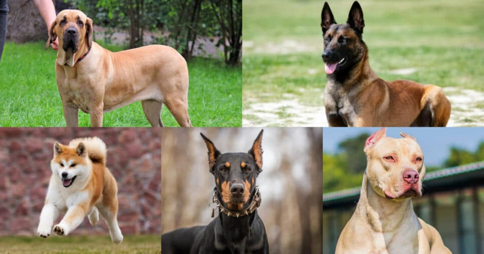 Cães que não podem entrar nos shoppings de Salvador, BA (Foto: Reprodução/Montagem TV Foco)