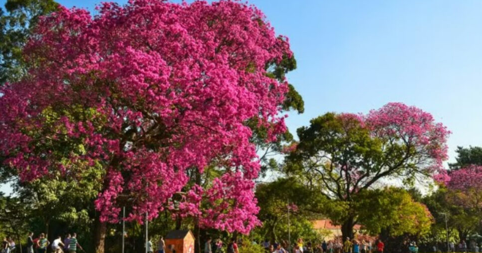 Primavera 2025 (Foto: Flickr)