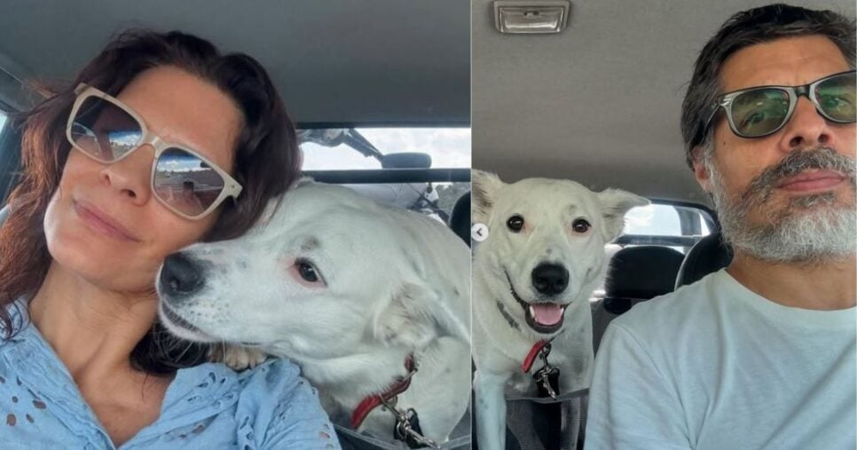 Cliques de Helena Ranaldi, Daniel Alvim e a cachorra Sofia (Foto Reprodução/Montagem/TV Foco/Instagram@helenaranaldi)