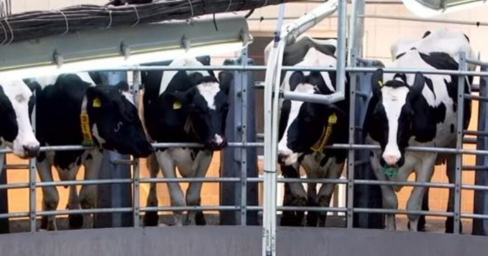 Vacas leiteiras pertencentes ao império de Amado Batista (Foto Reprodução/Instagram)