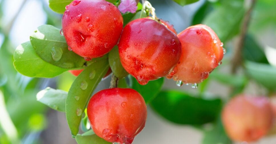Acerola (Foto: Canva)
