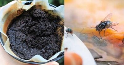 Borra de café / Moscas - Fotos Freepik