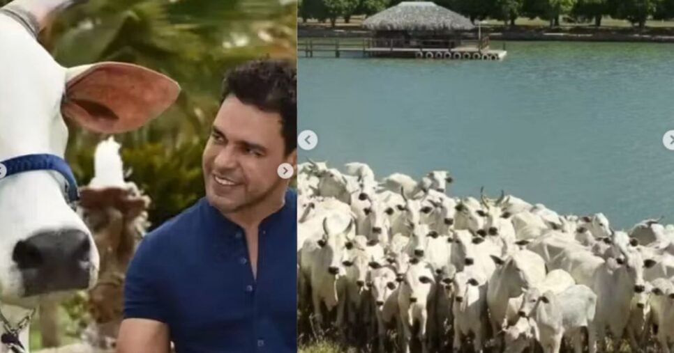 Zezé escolheu plantar soja e realizar o melhoramento genético de Nelore PO (Puro de Origem) para venda do material genético (Foto Reprodução/Instagram/@ zezedicamargo)