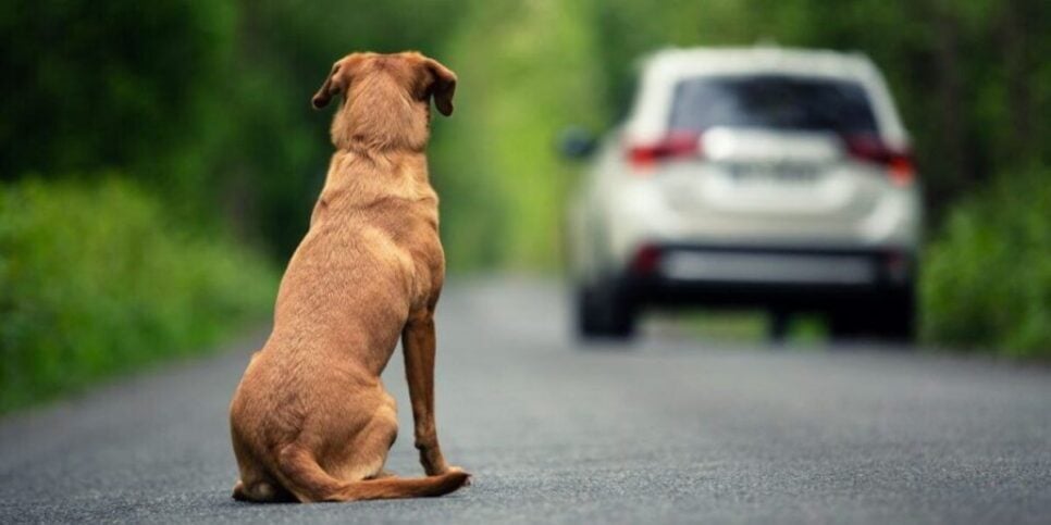 Abandonar cachorro utilizando um carro pode virar infração gravíssima (Reprodução: Divulgação)