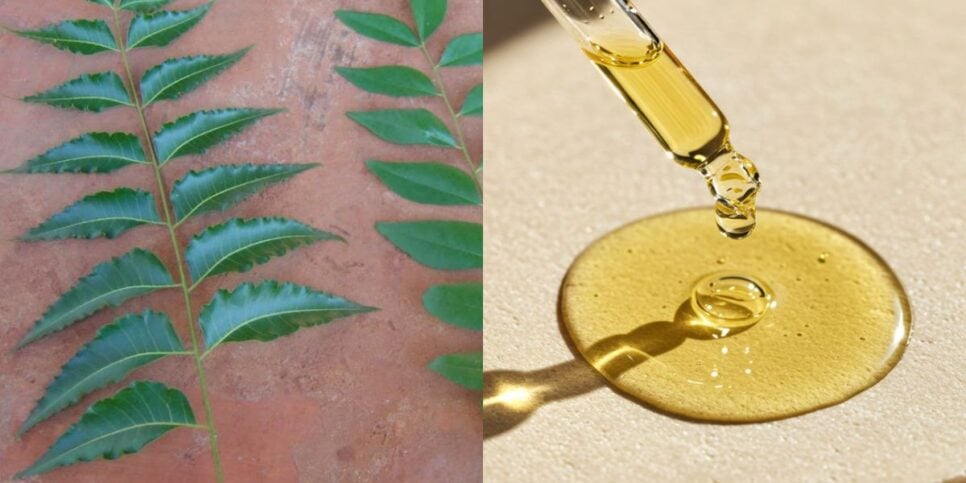 Óleo de groelinha feito com as folhas de curry (Reprodução: Montagem TV Foco)