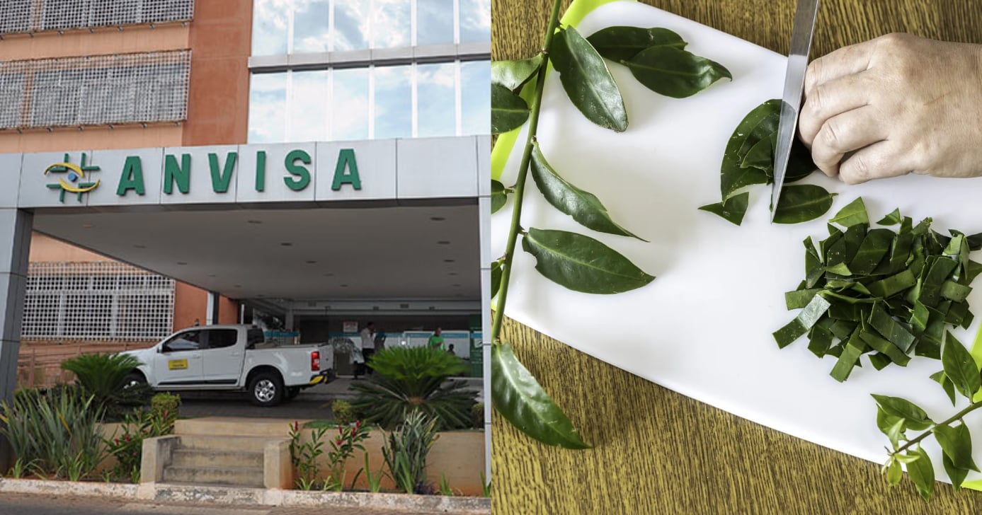 Anvisa - Planta - ora-pro-nóbis (Foto: Reprodução)