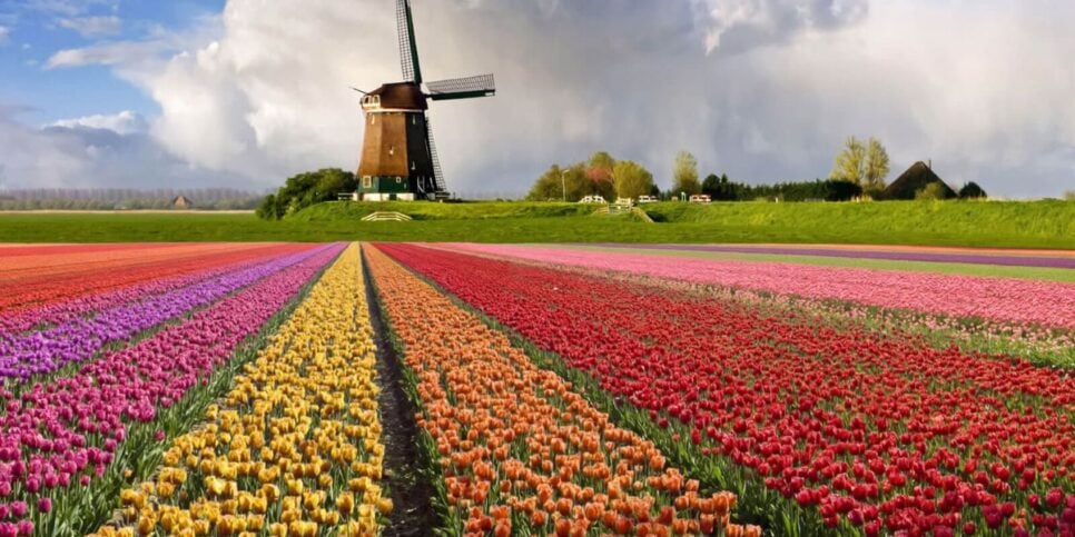 Holambra conhecida por seu campo de flores (Reprodução: Divulgação)