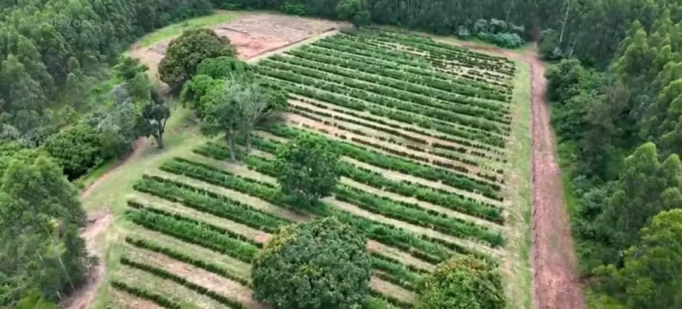  Ana Maria Braga mostra o cafezal em sua fazenda (Foto: Reprodução/ Globo)